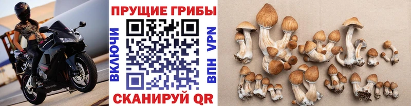 blacksprut tor  закладка  Люберцы  Галлюциногенные грибы Cubensis 